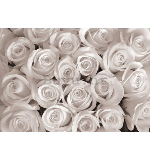 Foto tapeta Vlies: Bijela ruža - 184x254 cm
