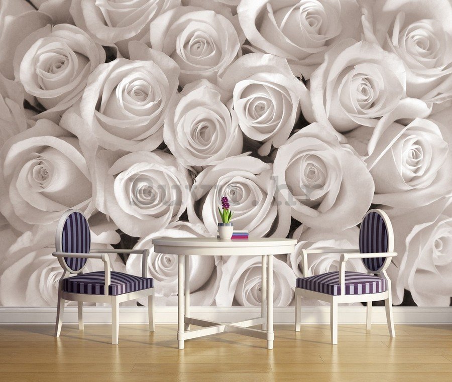 Foto tapeta Vlies: Bijela ruža - 184x254 cm