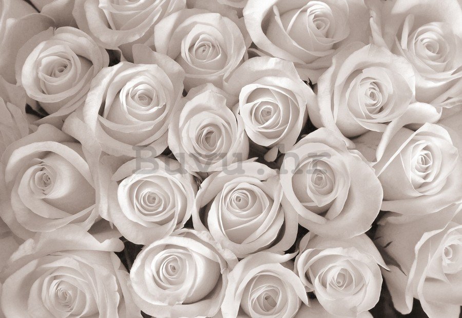 Foto tapeta: Bijela ruža - 104x152,5 cm