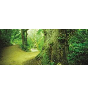 Foto tapeta: Čarobna šuma - 104x250 cm