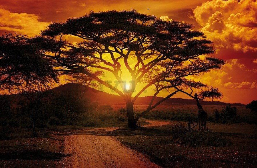 Foto tapeta Vlies: Afrički zalazak sunca - 254x368 cm