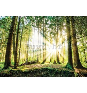 Foto tapeta: Sunce u šumi (2) - 104x152,5 cm