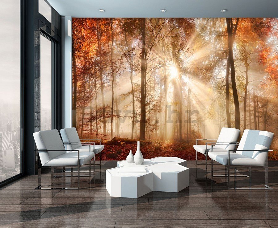 Foto tapeta Vlies: Svitanje u šumi - 184x254 cm