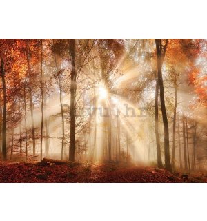 Foto tapeta Vlies: Svitanje u šumi - 184x254 cm