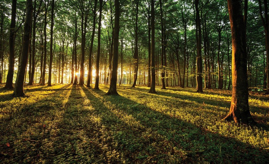 Foto tapeta Vlies: Zalazak sunca u šumi - 184x254 cm