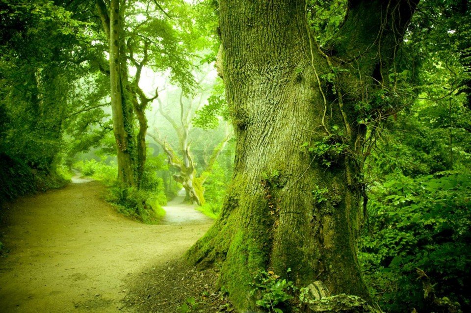 Foto tapeta Vlies: Čarobna šuma - 254x368 cm
