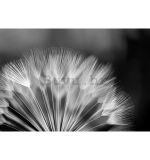 Foto tapeta Vlies: Crno-bijeli maslačak - 254x368 cm