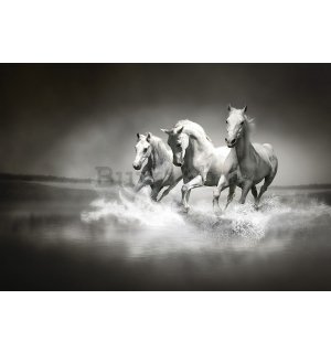 Foto tapeta Vlies: Konji (1) - 254x368 cm