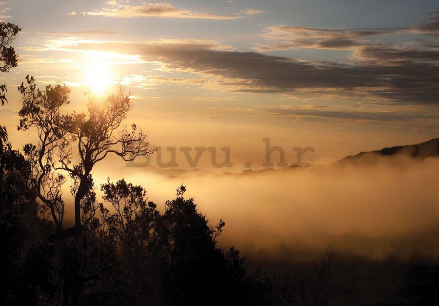 Foto tapeta: Izlazak sunca iznad maglovite šume - 184x254 cm