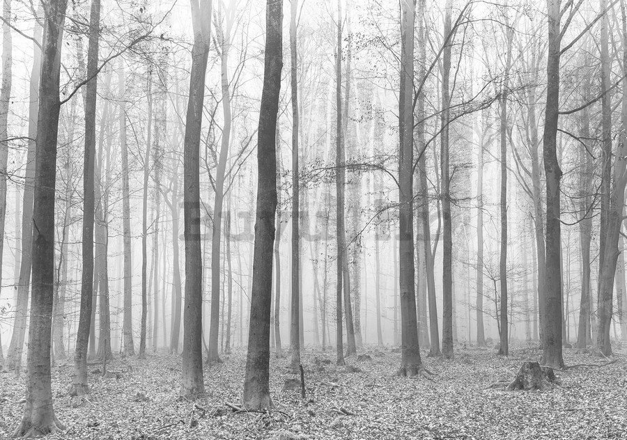 Foto tapeta: Magla u šumi (2) - 184x254 cm