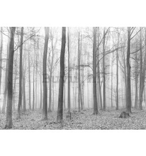 Foto tapeta: Magla u šumi (2) - 184x254 cm