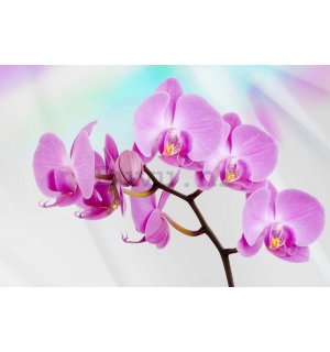 Foto tapeta Vlies: Ljubičasta Orhideja - 184x254 cm