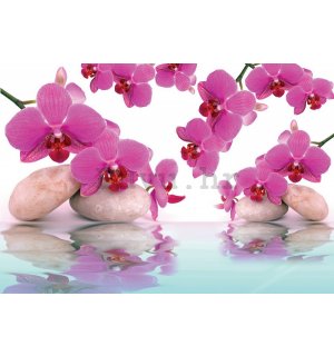 Foto tapeta Vlies: Orhideja i kamenje - 254x368 cm