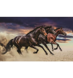 Foto tapeta: Galopirajući konji - 254x368 cm
