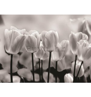 Foto tapeta: Bijeli i Crni Tulipani - 184x254 cm