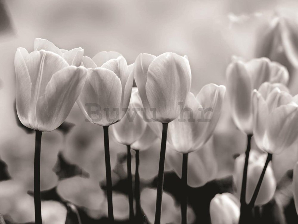 Foto tapeta: Bijeli i Crni Tulipani - 254x368 cm