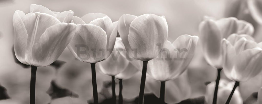 Foto tapeta: Bijeli i Crni Tulipani - 104x250 cm