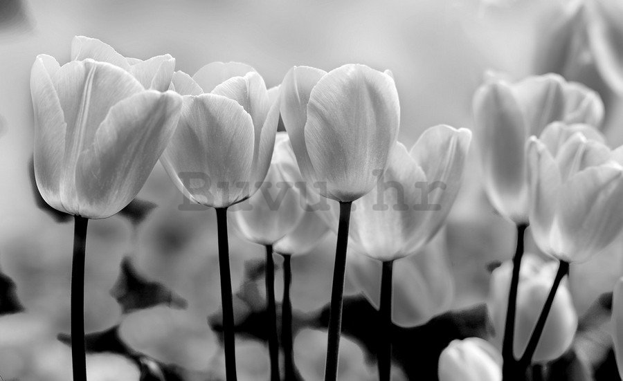 Foto tapeta Vlies: Bijeli i Crni Tulipani - 254x368 cm