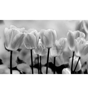 Foto tapeta Vlies: Bijeli i Crni Tulipani - 254x368 cm