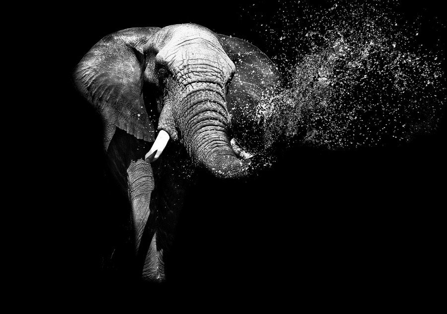 Foto tapeta Vlies: Crnobijeli slon - 184x254 cm