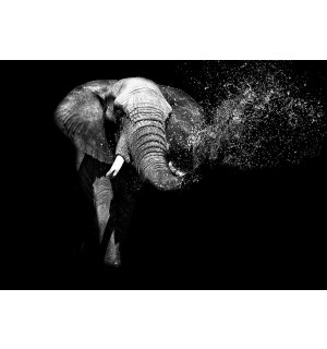 Foto tapeta Vlies: Crnobijeli slon - 184x254 cm