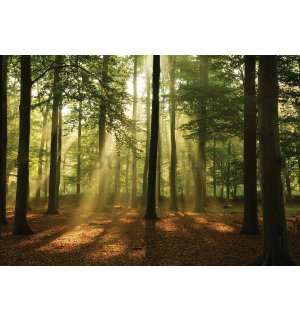 Foto tapeta Vlies: Sunce u šumi (4) - 184x254 cm