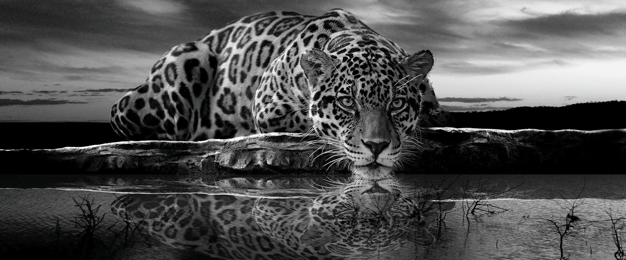 Foto tapeta: Jaguar (crno-bijeli) - 104x250 cm
