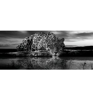 Foto tapeta: Jaguar (crno-bijeli) - 104x250 cm