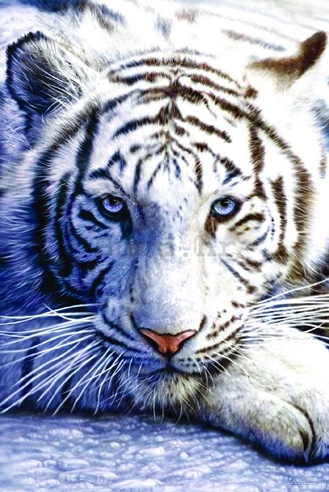 Poster - Bijeli tigar