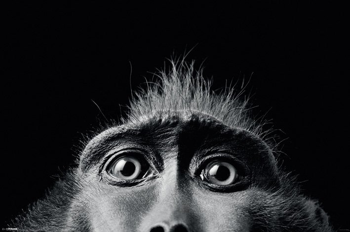Poster - Tim Flach (Monkey Eyes)