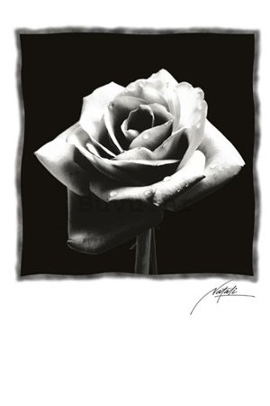 Poster - Crna ruža