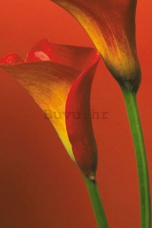 Poster - Red Calla Lillies