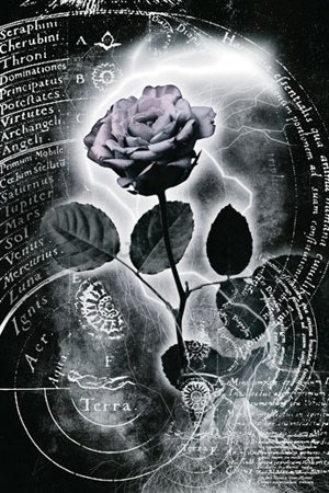 Poster - Mercury Rose (1)