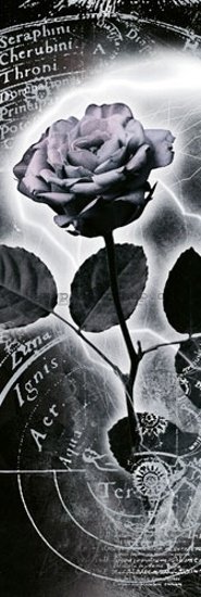 Poster - Mercury rose (2)