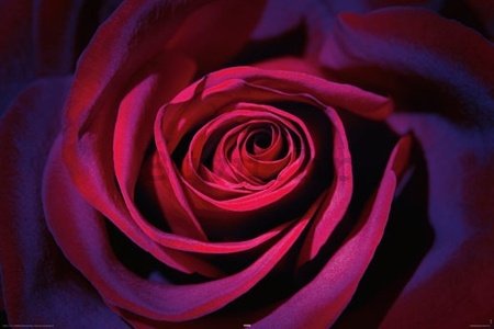 Poster - Tamno-ljubičasta ruža