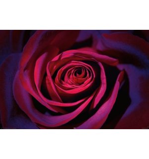 Poster - Tamno-ljubičasta ruža