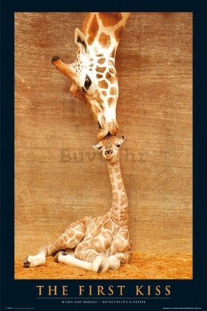 Poster - First Kiss Giraffe (2)