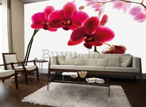 Foto tapeta: Crvena orhideja - 232x315 cm