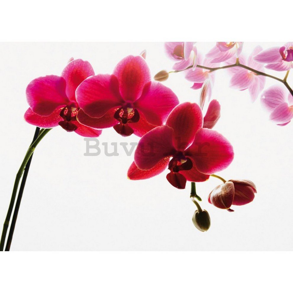 Foto tapeta: Crvena orhideja - 232x315 cm