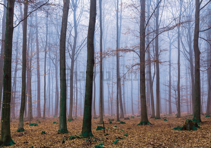 Foto tapeta: Magla u šumi (1) - 254x368 cm