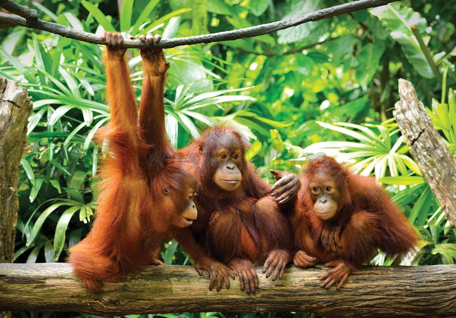 Foto tapeta: Orangutani - 254x368 cm