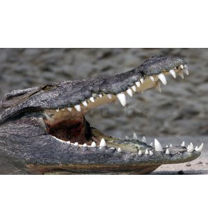 Foto tapeta: Krokodil - 184x254 cm