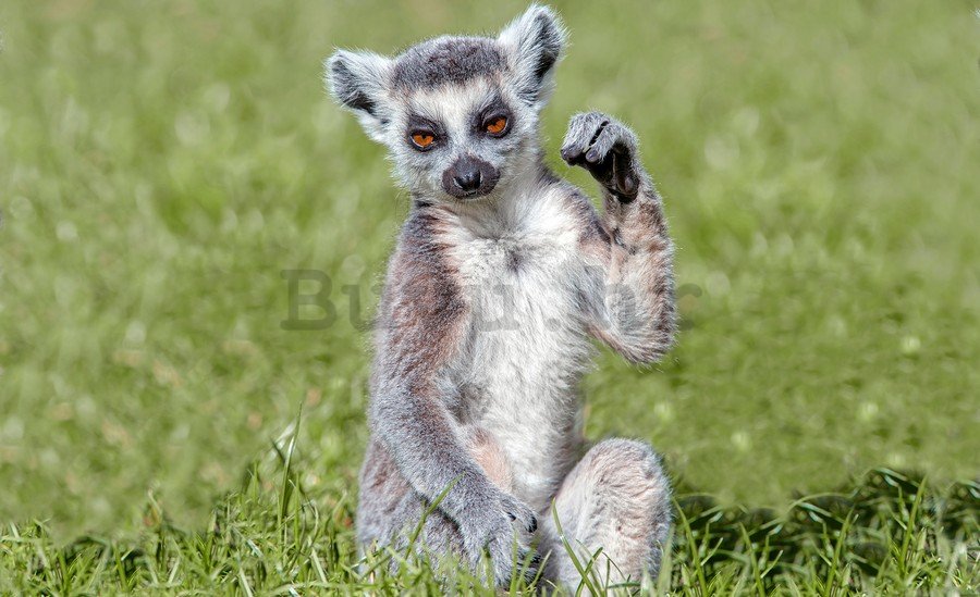 Foto tapeta: Lemur - 254x368 cm