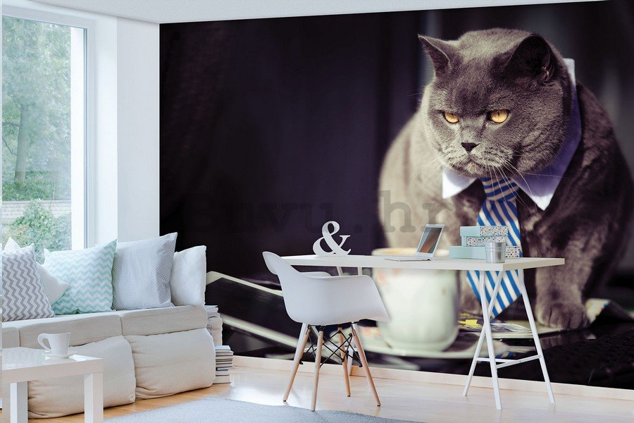Foto tapeta: Mačka (menadžer) - 184x254 cm