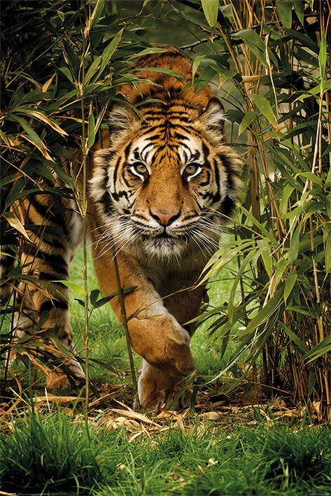 Poster - Tigar u bambusu
