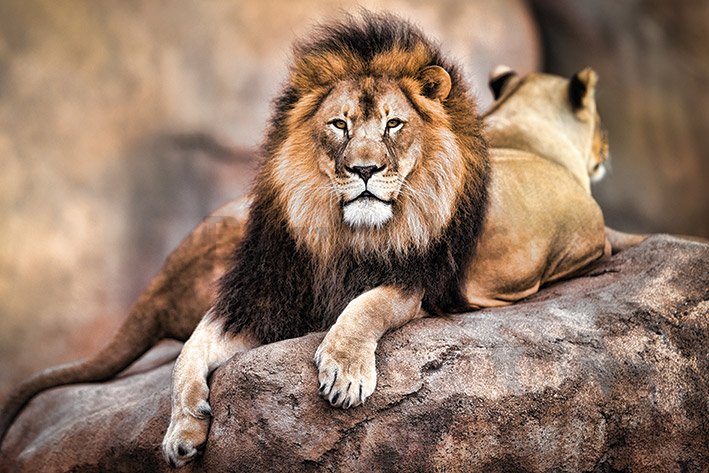 Poster - Kraljevski lav