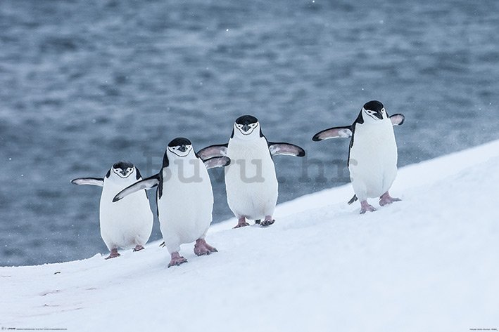 Poster - Ogrličasti pingvin