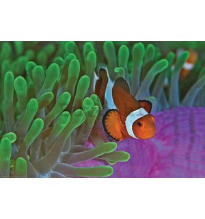 Poster - Ocellaris clownfish i anemona
