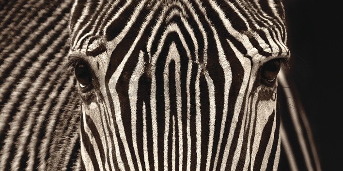 Slika na platnu - Marina Cano, Zebra