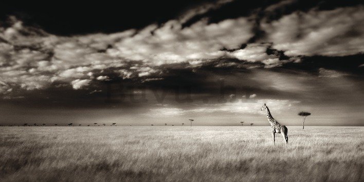 Slika na platnu - Ian Cumming, Masai Mara Giraffe